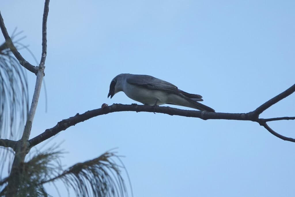 White-bellied Cuckooshrike