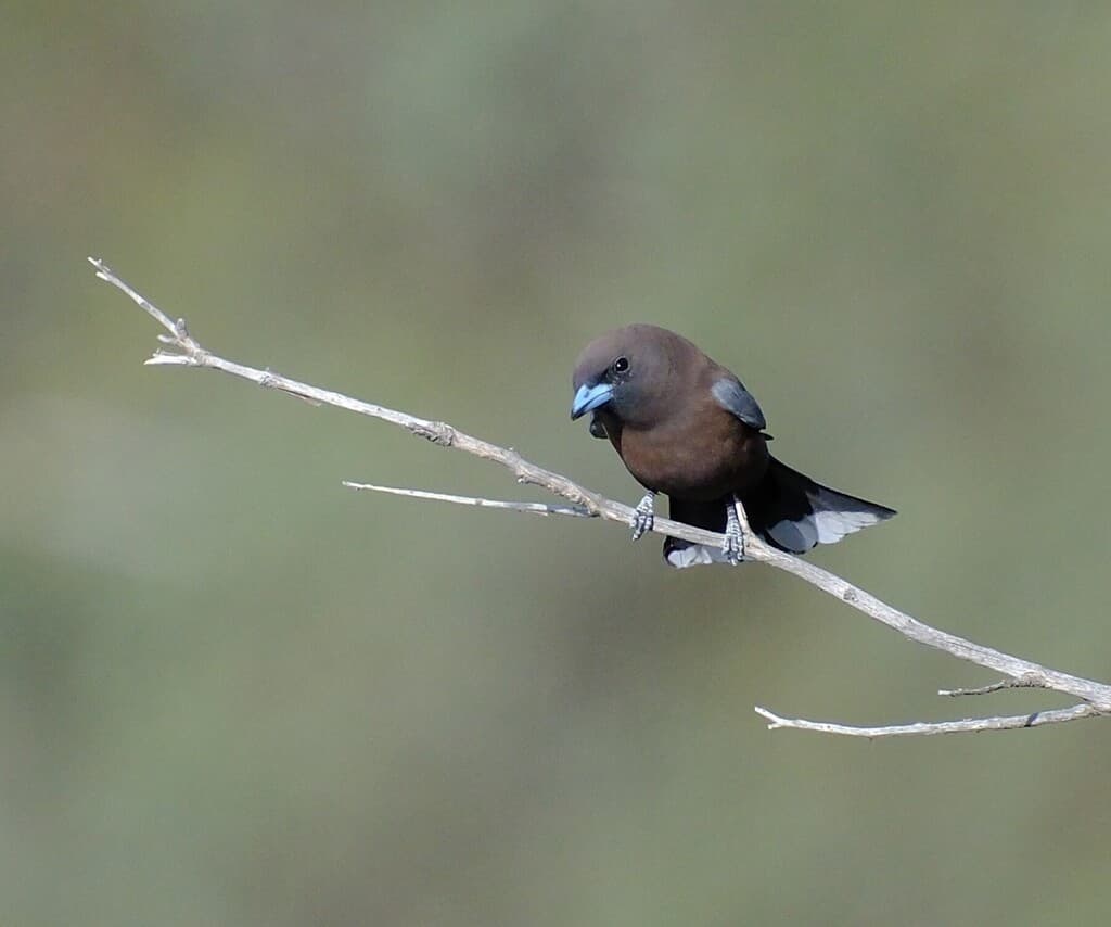 Little Woodswallow