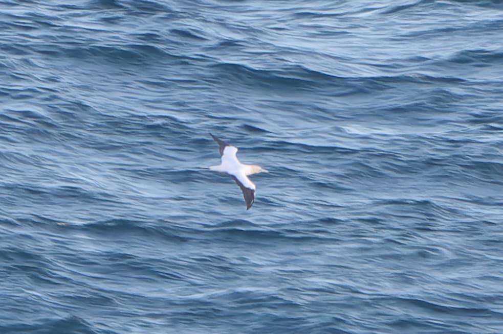 Australasian Gannet
