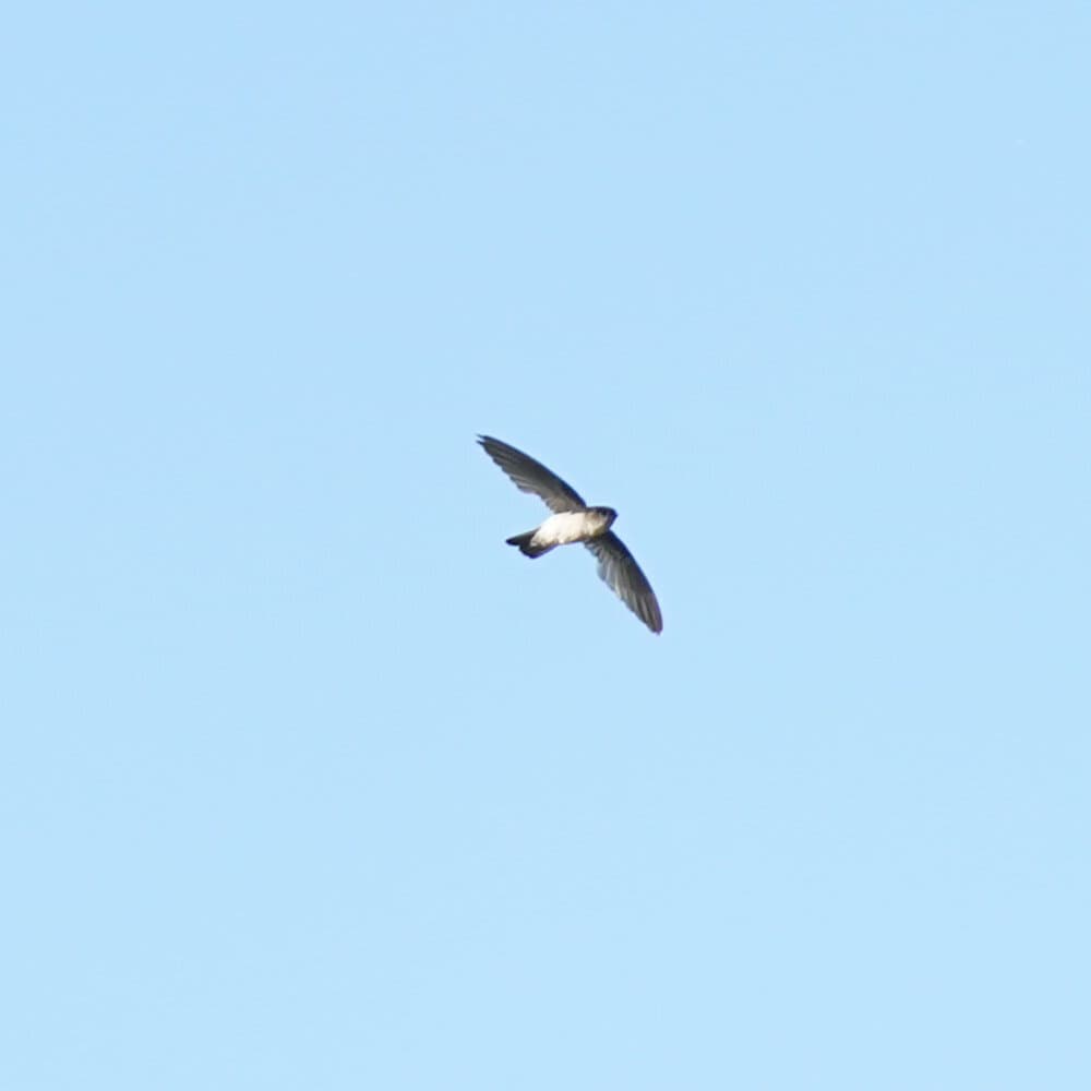 Australian Swiftlet