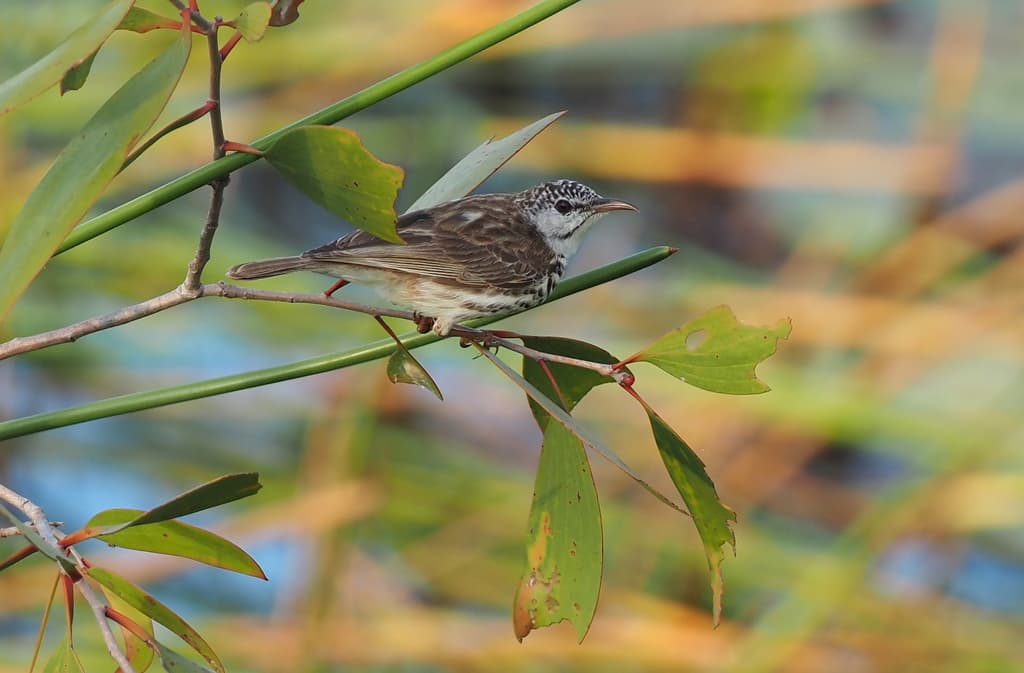 Bar-breasted Honeyeater