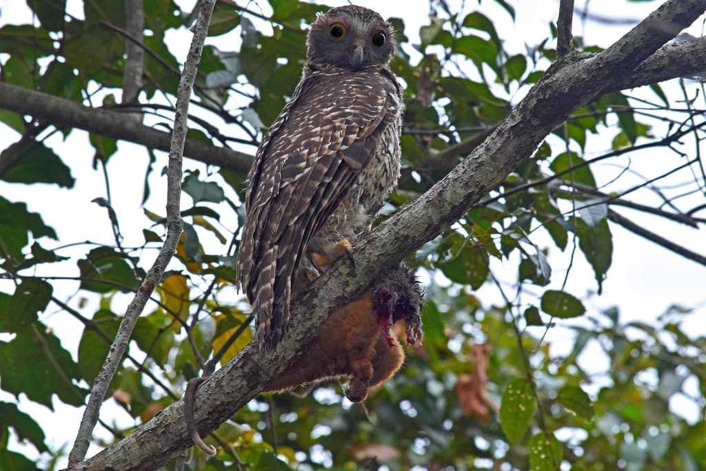Powerful Owl