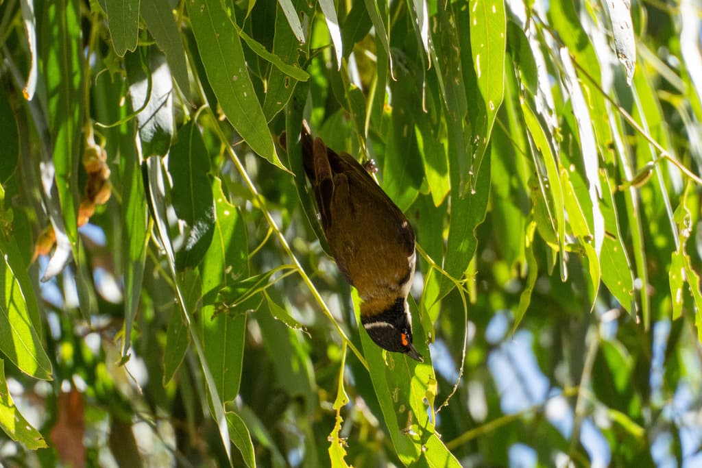 White-naped Honeyeater