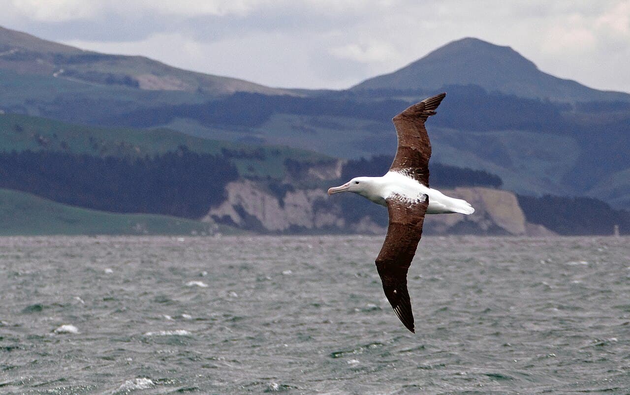 Northern Royal Albatross