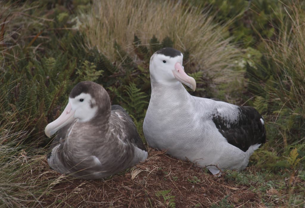 Antipodean Albatross