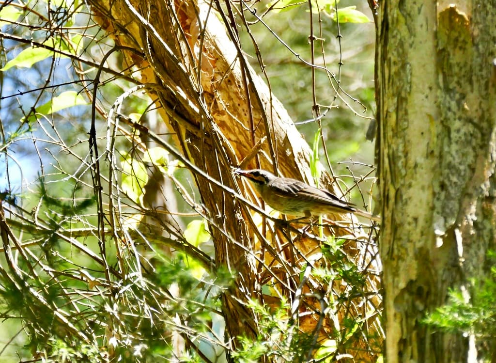 Yellow-faced Honeyeater