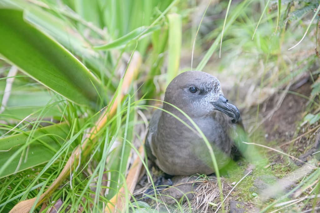 Providence Petrel