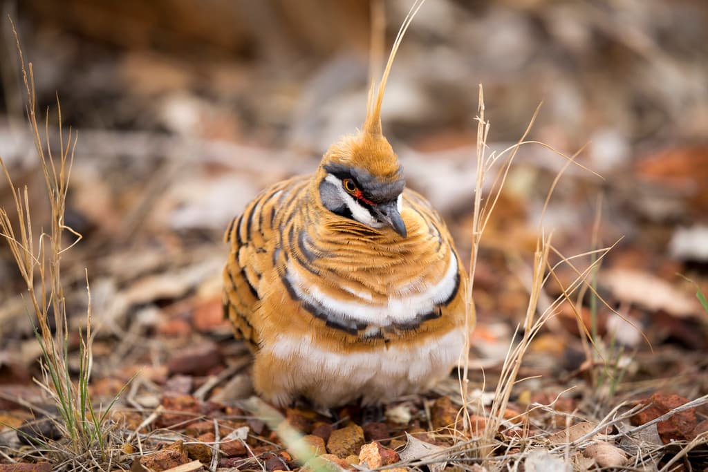 Spinifex Pigeon