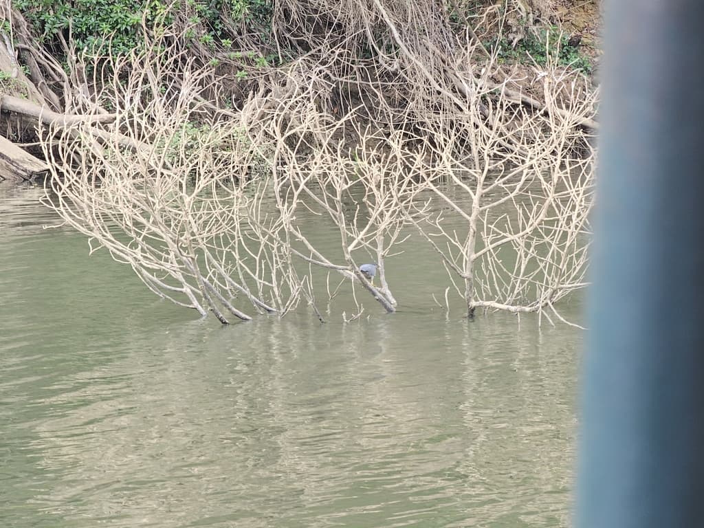 Striated Heron