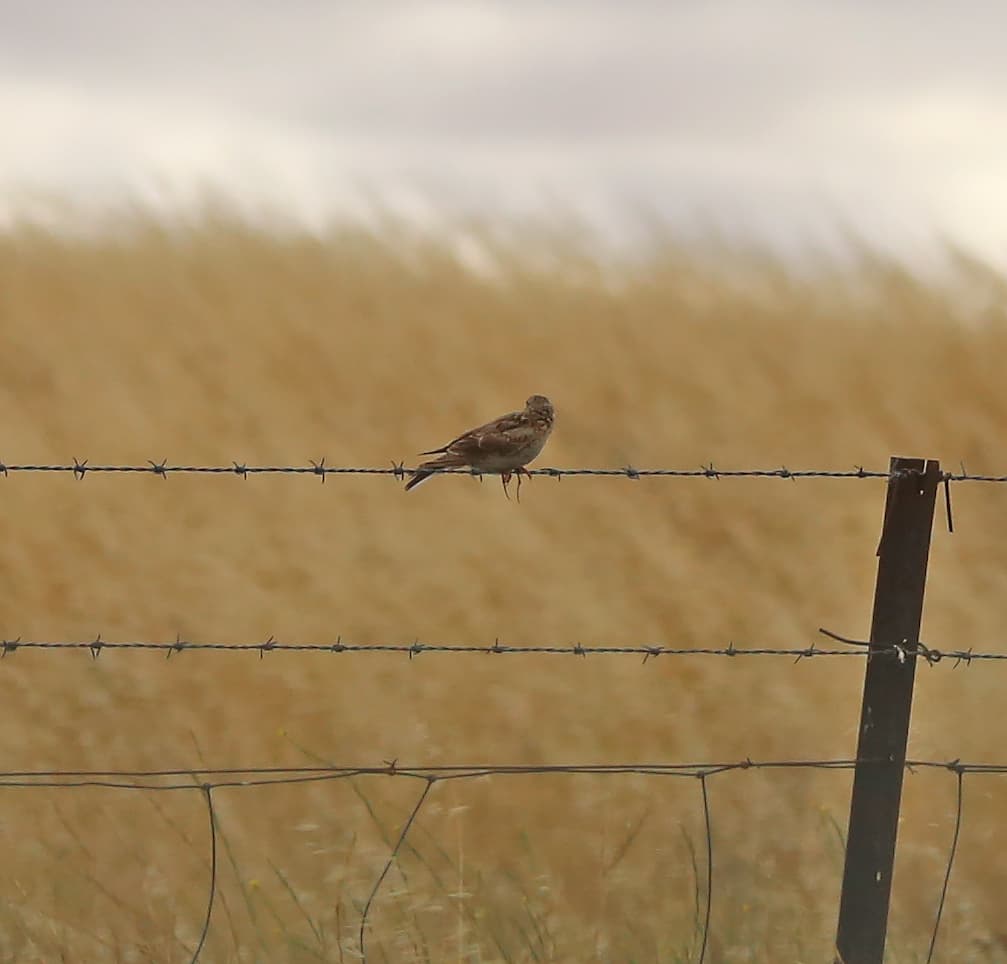 Eurasian Skylark