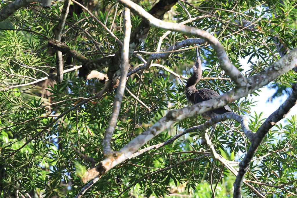 Great-billed Heron