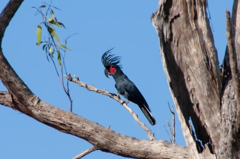Palm Cockatoo