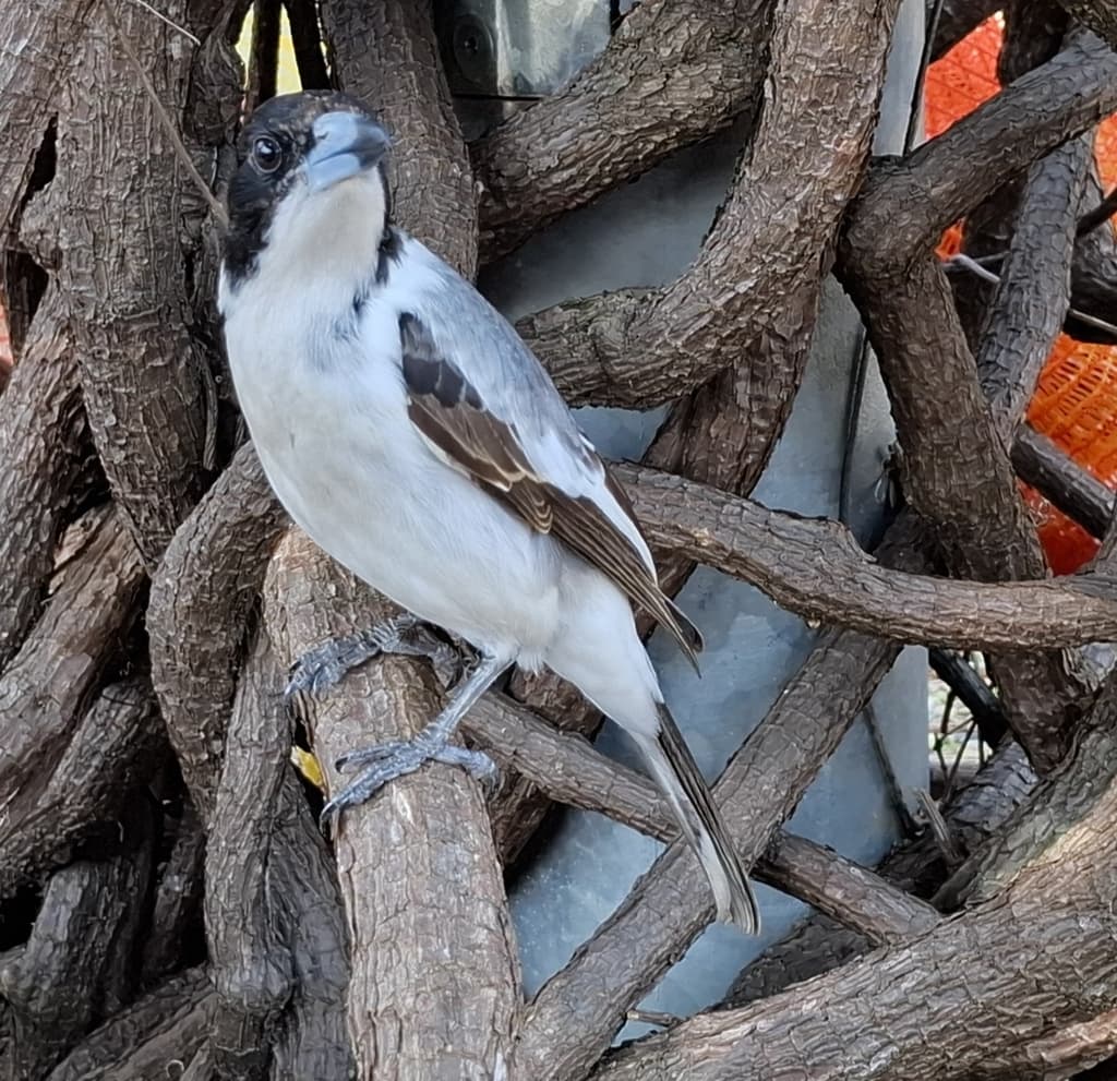 Silver-backed Butcherbird