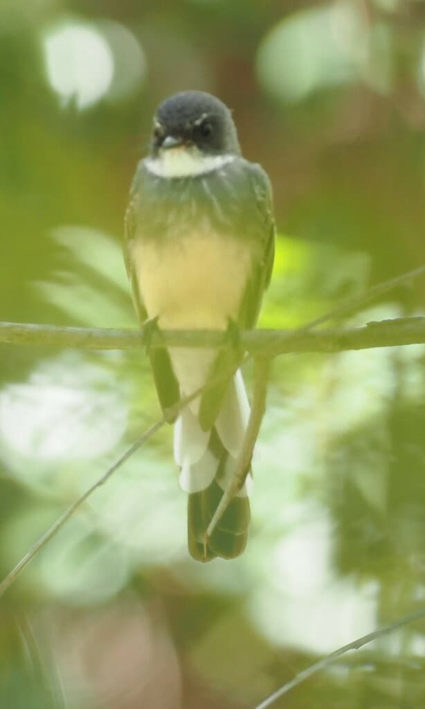 Northern Fantail