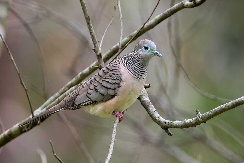 Peaceful Dove