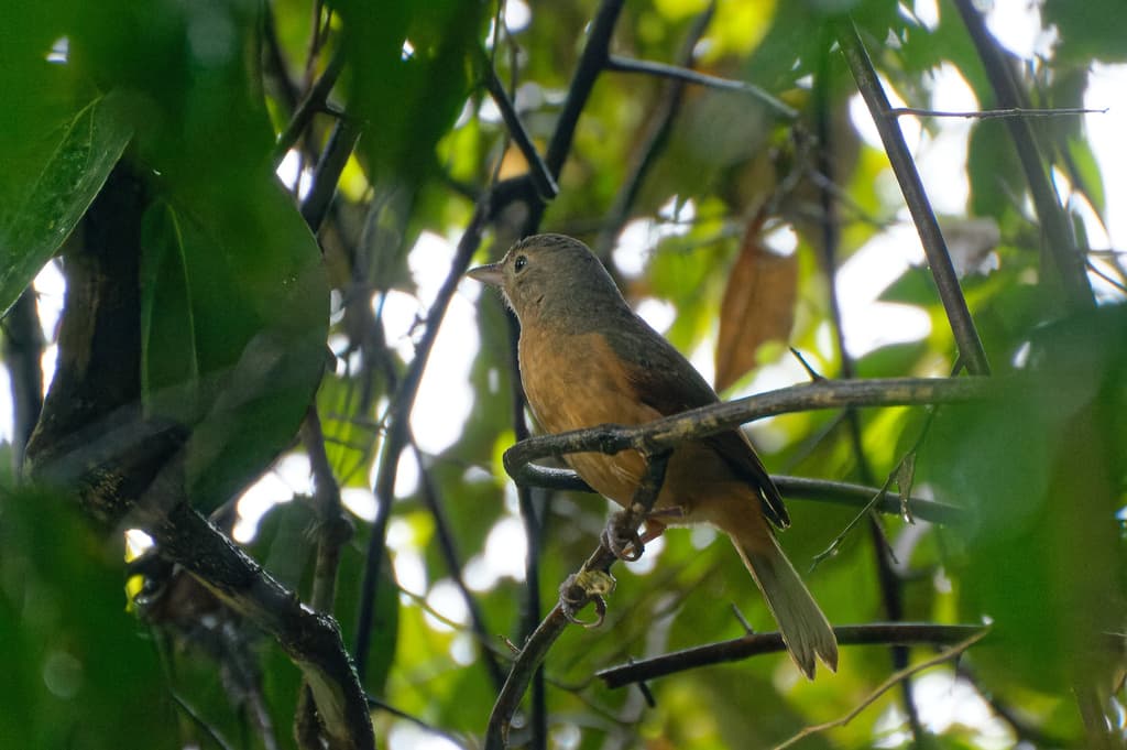 Arafura Shrikethrush