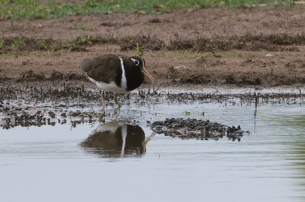 Australian Painted-snipe