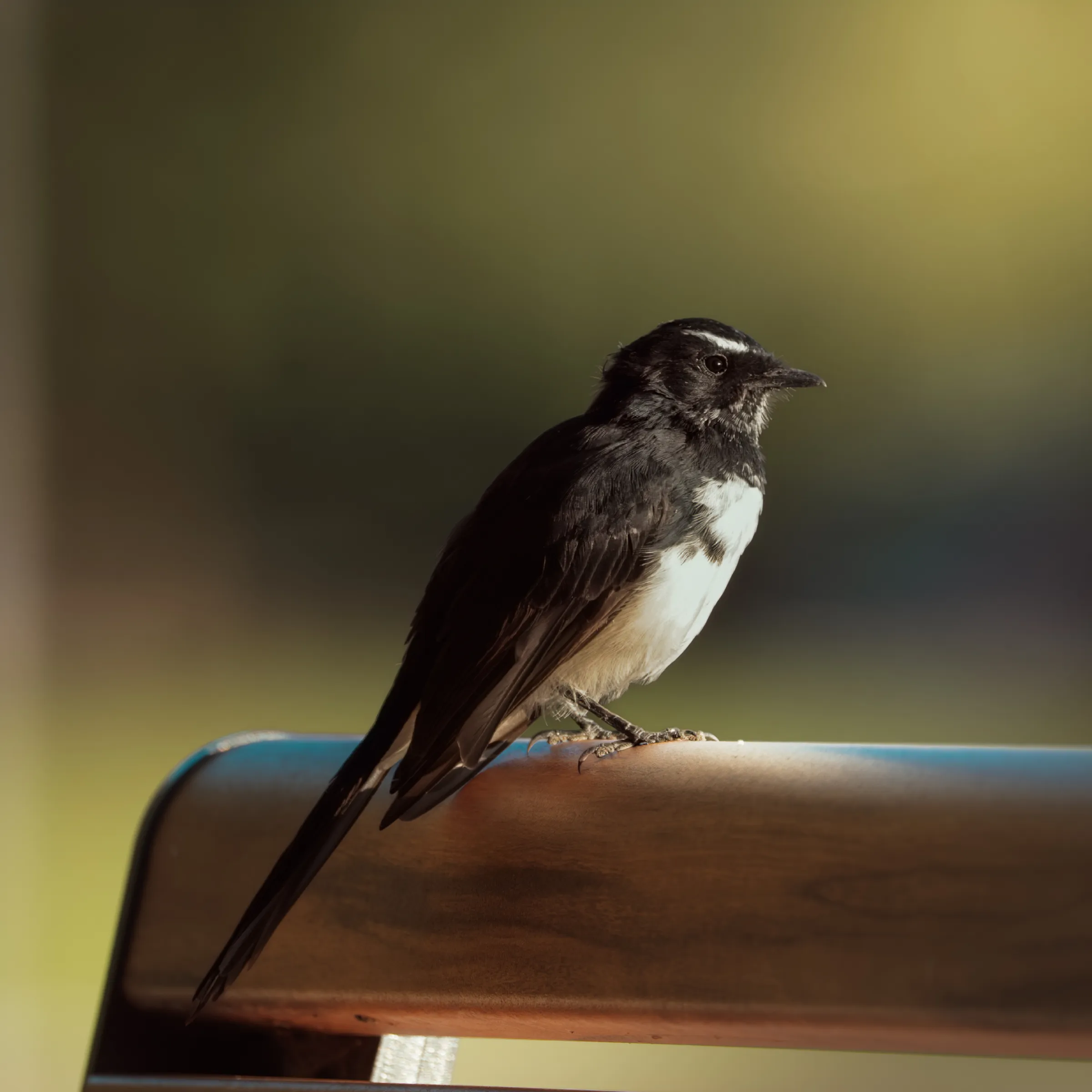 Willie Wagtail