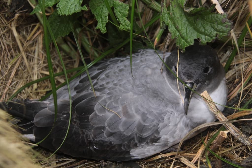 Grey Petrel