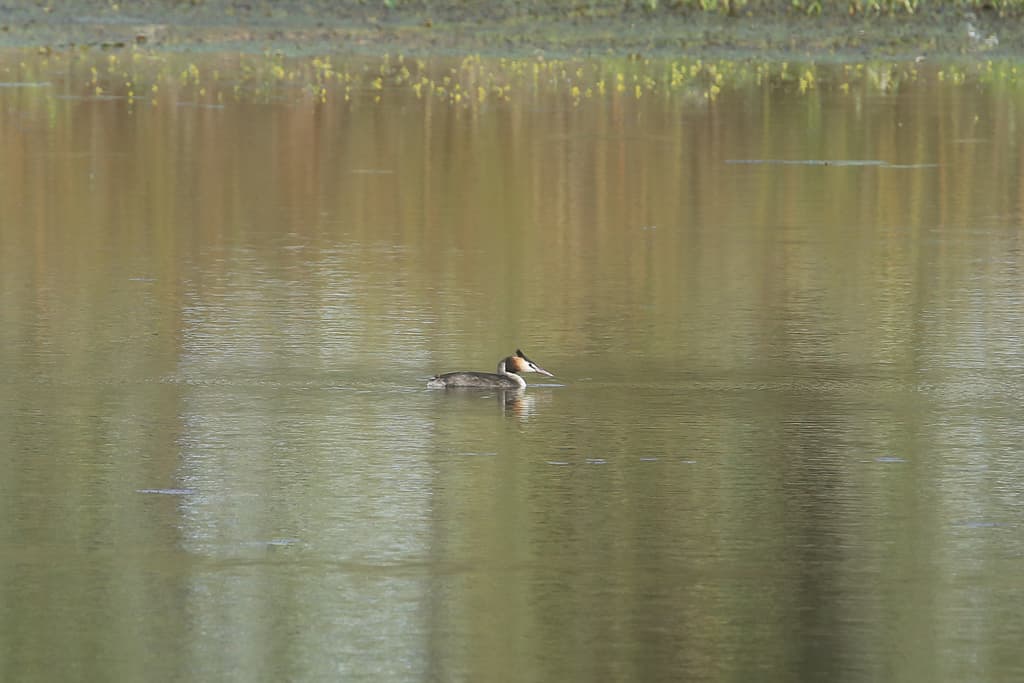 Great Crested Grebe