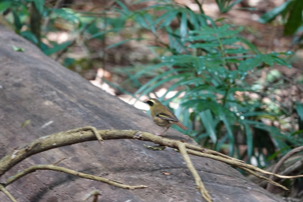 Yellow-throated Scrubwren