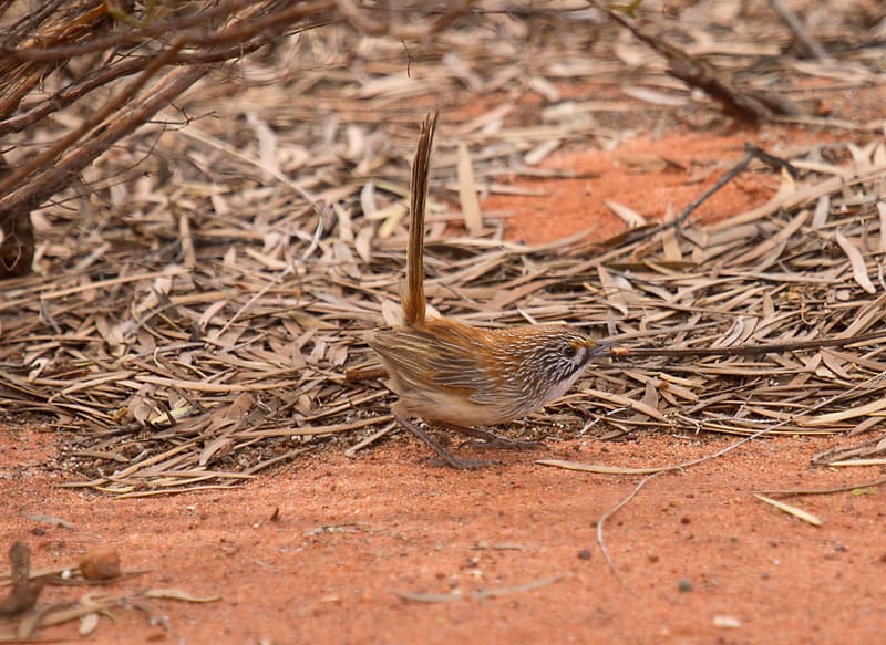 Pilbara Grasswren