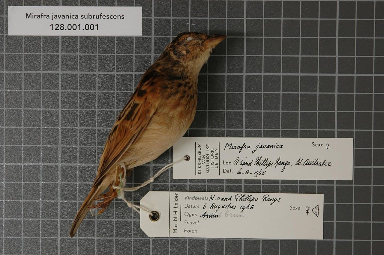 Singing Bush Lark