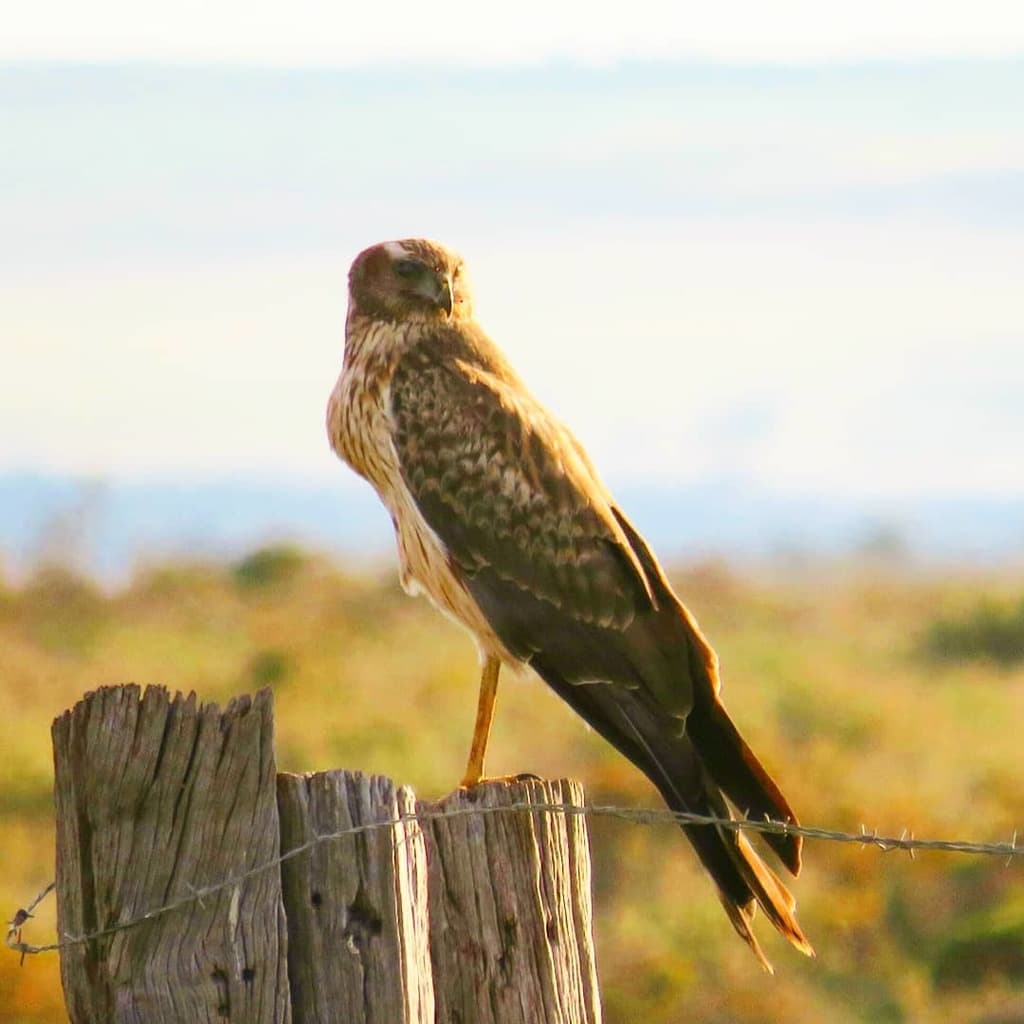 Spotted Harrier