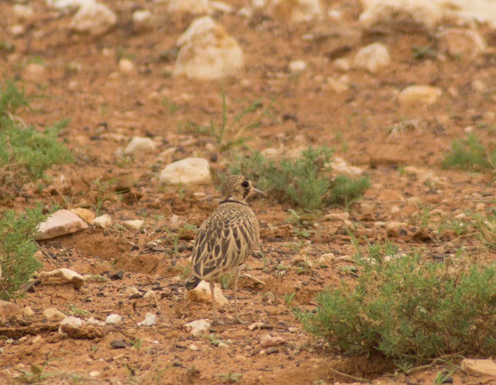 Inland Dotterel