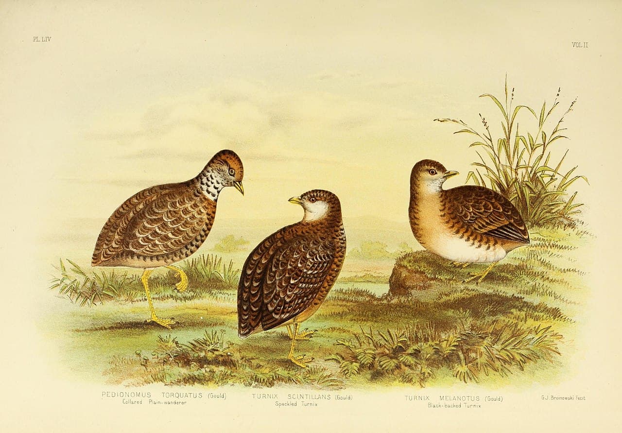 Red-backed Buttonquail