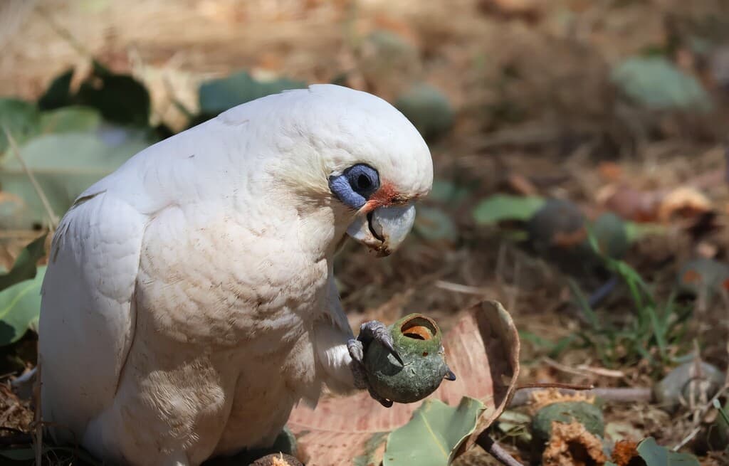 Little Corella