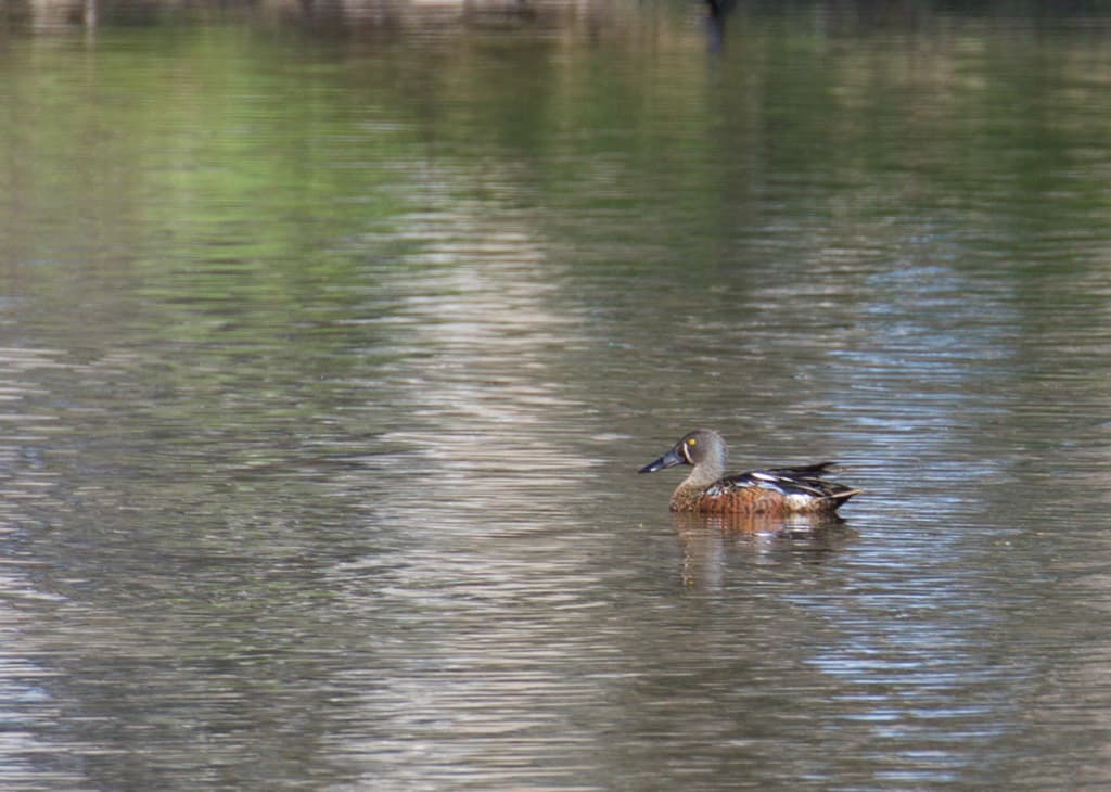 Australasian Shoveler
