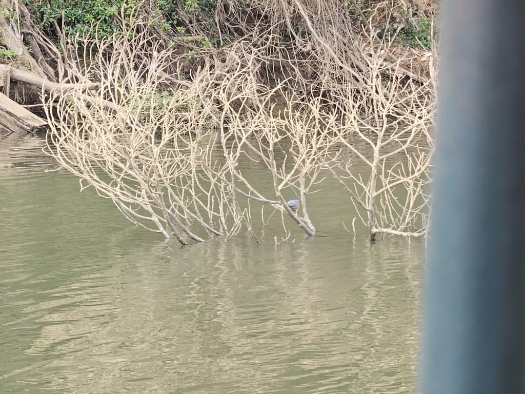 Striated Heron
