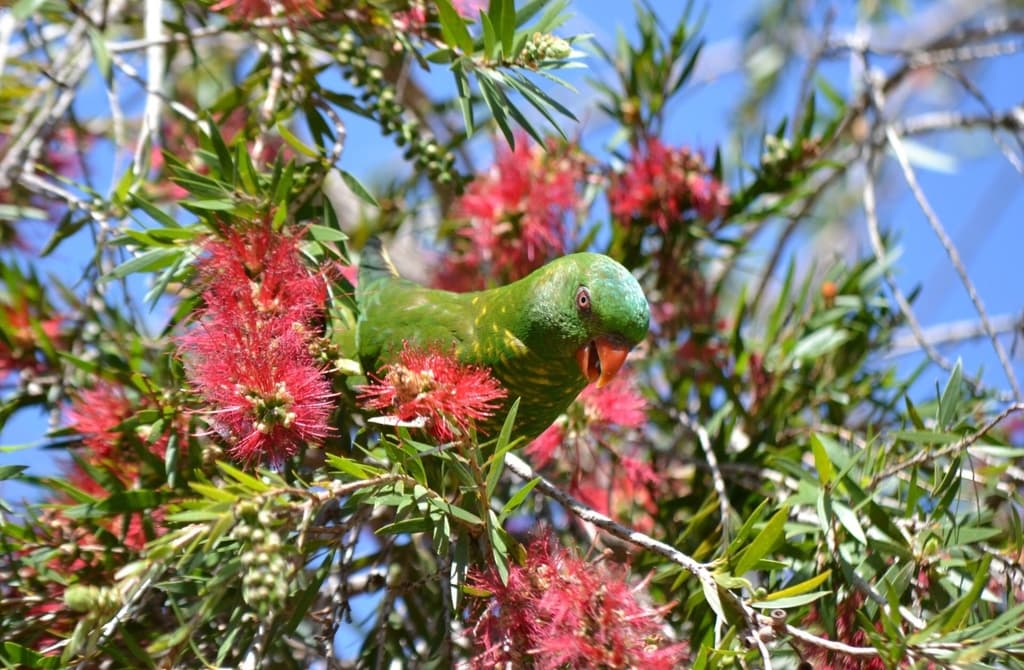 Scaly-breasted Lorikeet