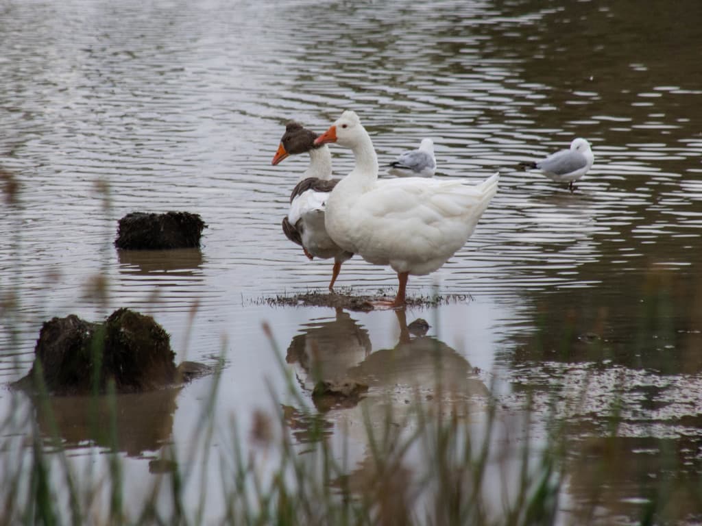 Greylag Goose