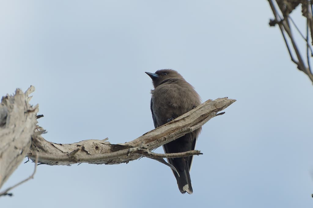 Dusky Woodswallow