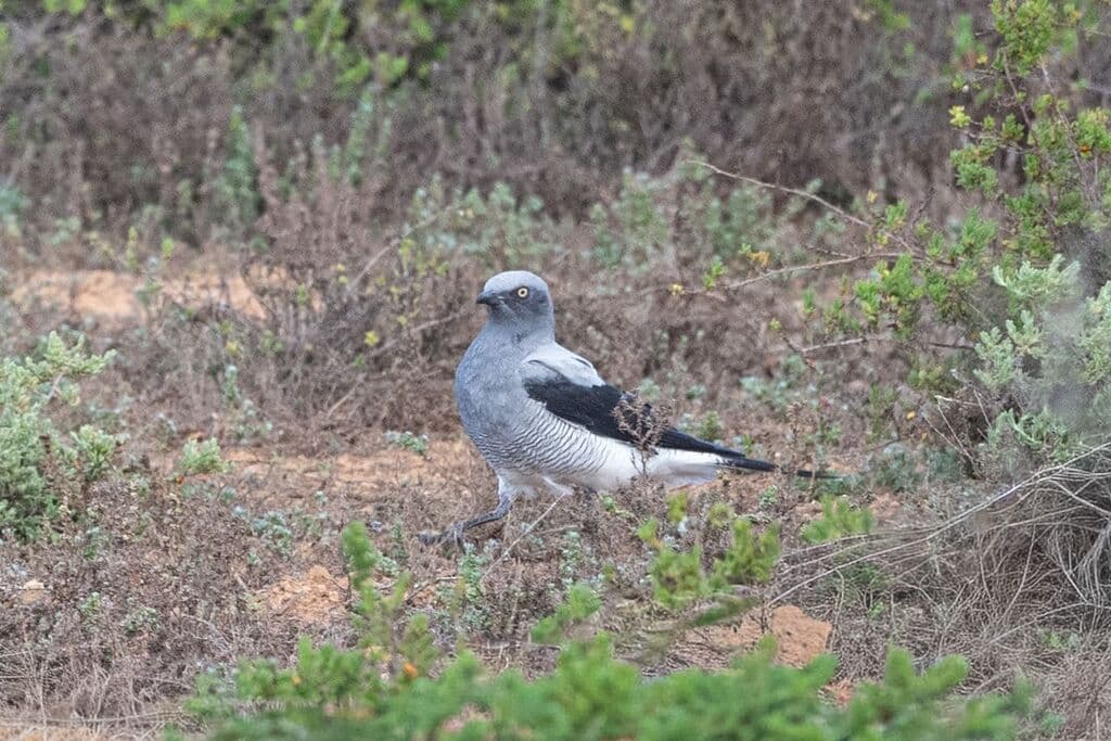 Ground Cuckooshrike