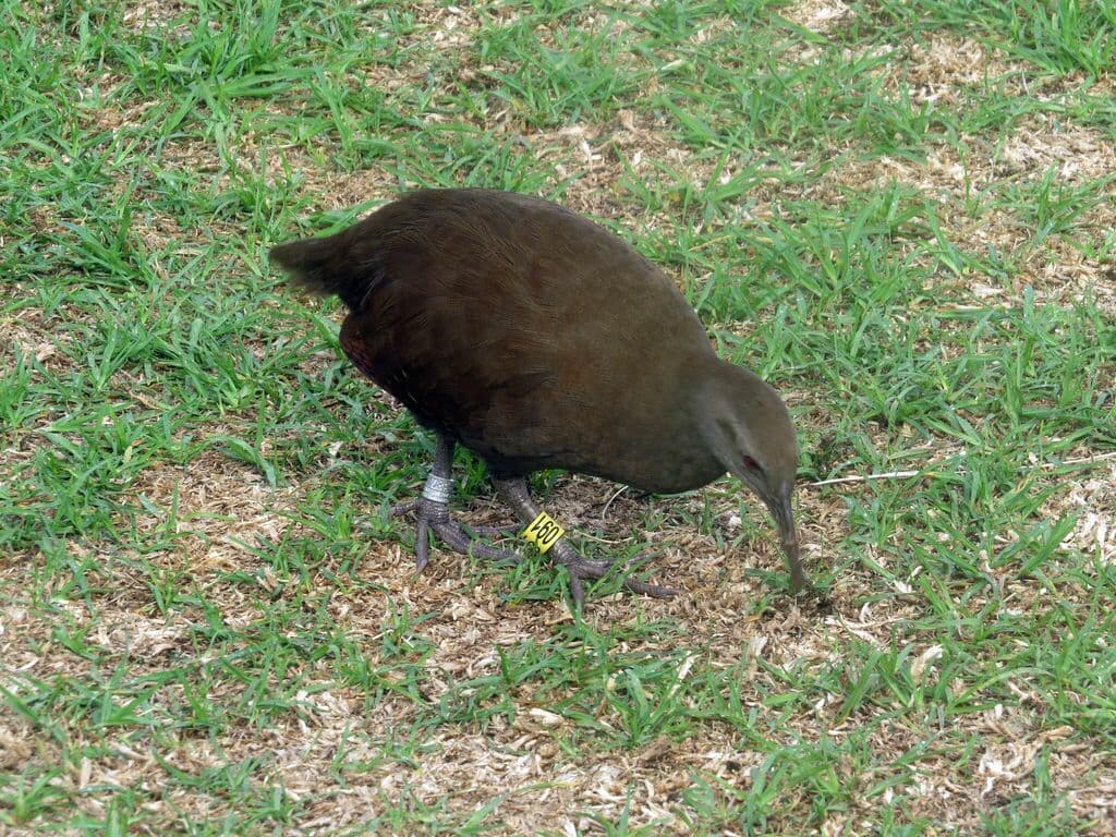Lord Howe Woodhen