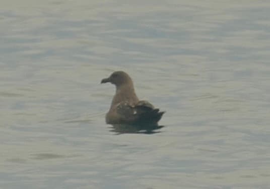 Brown Skua