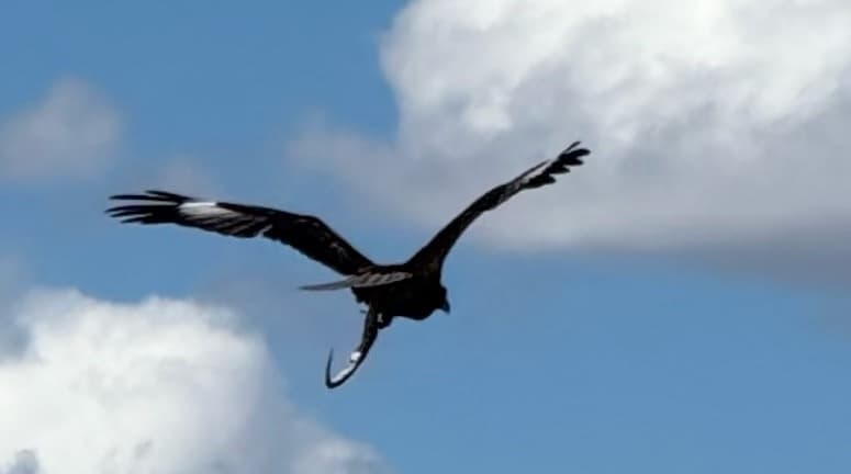 Black-breasted Buzzard