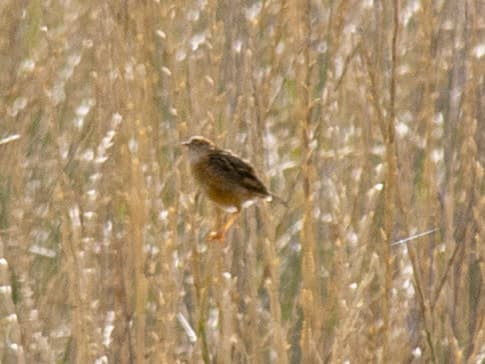 Golden-headed Cisticola