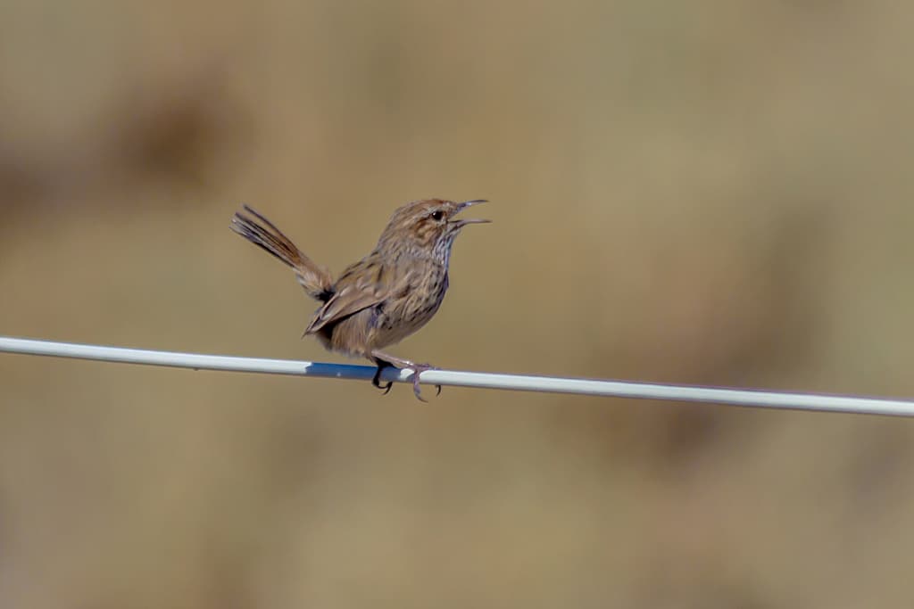 Rufous Fieldwren