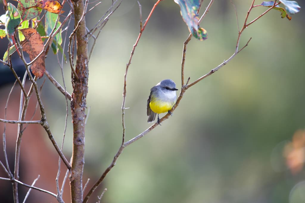 Western Yellow Robin