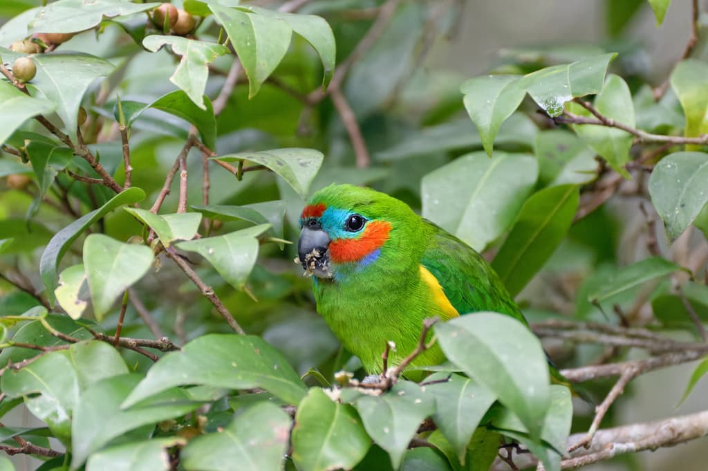 Double-eyed Fig Parrot