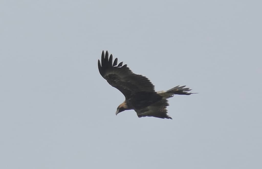 Wedge-tailed Eagle