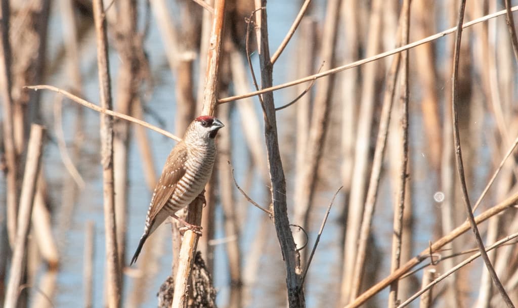 Plum-headed Finch