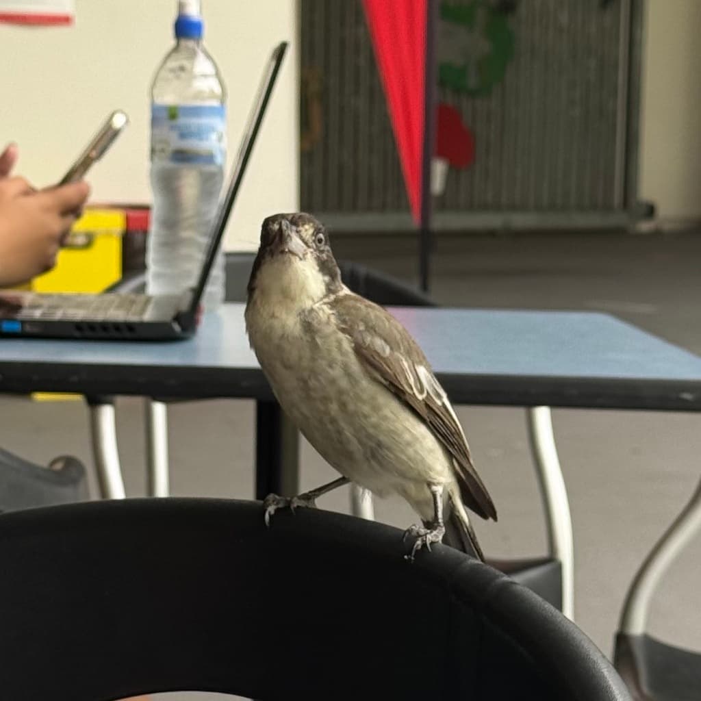 Grey Butcherbird