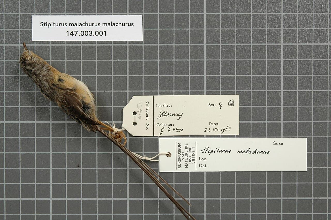 Southern Emu-wren