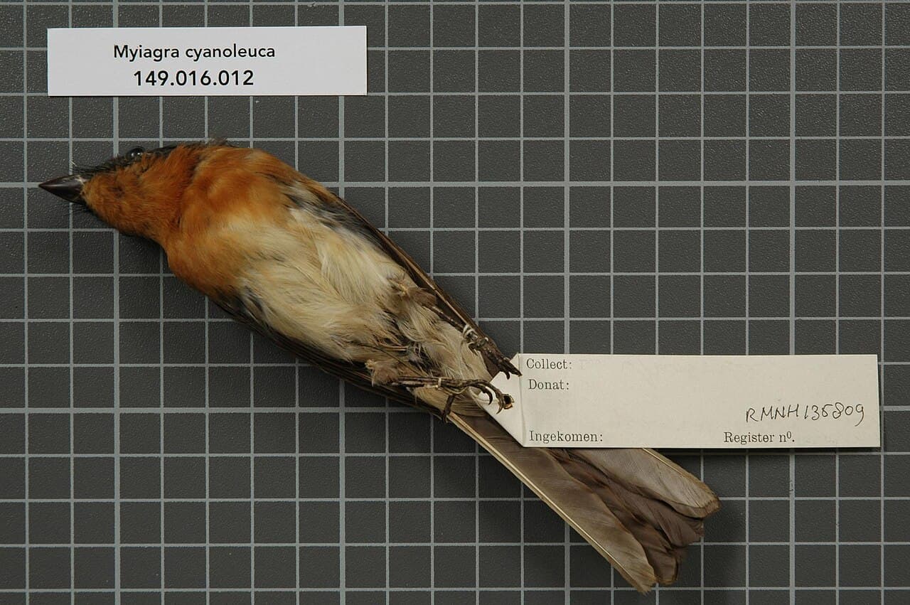 Satin Flycatcher