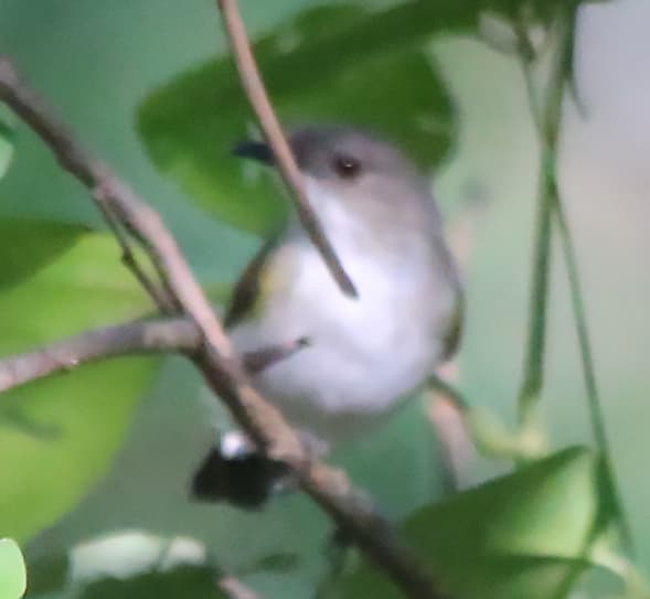 Green-backed Gerygone